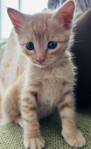 貰われました予約になりました　9/182025/9/16掲載■名前:子猫　25-K363■性別:オス■年齢:1ヵ月半くらい (推定8/6生)■ノミダニ・寄生虫駆除済(フロントラインスプレー・ドロンタール済)■ワクチン接種予定甘えん坊の人懐こい男の子長いまっすぐしっぽトイレ・お留守番できます引き渡しはワクチン後の９月末以降の予定です■連絡先月～金曜日　18：30～21：00土～日曜・祝日　9：00～21：00※通話中の着信履歴が表示されません　ショートメールの通知が鳴らないことが多いため　電話がつながらない時はしばらくしてからおかけ直しをお願いいたします※時間外のお電話・メールでの受付はしておりません嵯峨　080-3489-9874