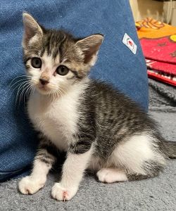 予約になりました　10/122025/9/16掲載■名前:子猫　25-K354■性別:メス■年齢:1ヵ月半くらい (推定7/25生)■ノミダニ・寄生虫駆除済(フロントラインスプレー・ドロンタール済)■ワクチン接種済(３種１回)人懐っこい兄妹元気いっぱい走り回っています真っ直ぐ尻尾■連絡先・受付時間　(両名受付可能・メールでの譲渡受付はしておりません)🐈大嶋　070-3390-3998　9：00～21：00　※留守番電話に切り替わった際はお名前・ご用件・希望の猫の番号等を残していただけると助かります🐈嵯峨　080-3489-9874　月～金曜日　18：30～21：00　土～日曜・祝日　9：00～21：00　※通話中の着信履歴が表示されません　　ショートメールの通知が鳴らないことが多いため　　電話がつながらない時はしばらくしてからおかけ直しをお願いいたします