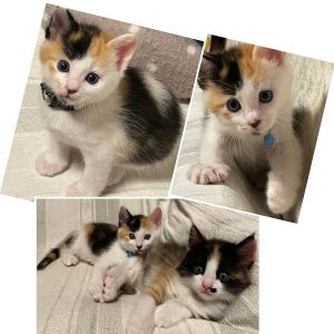 貰われました予約になりました　9/222025/9/16掲載■名前:子猫　25-K356■性別:メス■年齢:1ヵ月半くらい (推定7/27生)■ノミダニ・寄生虫駆除済(フロントラインスプレー・ドロンタール済)■ワクチン接種済(３種１回)冒険大好き！高い所も平気！でも聞きなれない音には速攻お膝に退避！抱っこ大好き！大人猫さんにかまってアピールする甘え上手さん！■連絡先月～金曜日　18：30～21：00土～日曜・祝日　9：00～21：00※通話中の着信履歴が表示されません　ショートメールの通知が鳴らないことが多いため　電話がつながらない時はしばらくしてからおかけ直しをお願いいたします※時間外のお電話・メールでの受付はしておりません嵯峨　080-3489-9874