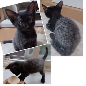 予約になりました　9/262025/9/16掲載■名前:子猫　25-K352■性別:メス■年齢:2ヵ月くらい (推定7/15生)■ノミダニ・寄生虫駆除済(フロントラインスプレー・ドロンタール済)■ワクチン接種済(３種１回)元気で賢い女の子胸元から下がグレーのグラデーションになっています遊ぶのが大好きで後ろ足で立ち上がって戦いを挑んできますが決して爪は立てないお利口さんですトイレ・留守番もしっかりできます■連絡先・受付時間　(両名受付可能・メールでの譲渡受付はしておりません)🐈大嶋　070-3390-3998　9：00～21：00　※留守番電話に切り替わった際はお名前・ご用件・希望の猫の番号等を残していただけると助かります🐈嵯峨　080-3489-9874　月～金曜日　18：30～21：00　土～日曜・祝日　9：00～21：00　※通話中の着信履歴が表示されません　　ショートメールの通知が鳴らないことが多いため　　電話がつながらない時はしばらくしてからおかけ直しをお願いいたします