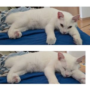 予約になりました　9/172025/9/17掲載		■名前:成猫　25-C32■性別:メス■年齢:1歳ちょっとくらい■ノミダニ・寄生虫駆除済(レボリューションプラス済)■血液検査済(猫エイズ・猫白血病共に陰性)■去勢手術済■ワクチン接種済(3種)穏やかで人懐っこい女の子撫でられるのが大好き真っ白の毛色丸く見えるかきしっぽ体重4キロ弱くらい■連絡先月～金曜日　18：30～21：00土～日曜・祝日　9：00～21：00※通話中の着信履歴が表示されません　ショートメールの通知が鳴らないことが多いため　電話がつながらない時はしばらくしてからおかけ直しをお願いいたします※時間外のお電話・メールでの受付はしておりません嵯峨　080-3489-9874