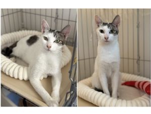 2025/9/18	掲載			■名前：	成猫	25-C29■仮名：	芝子	■性別：	メス	■年齢：	2～3歳くらい	■ノミダニ駆除　　済（薬品名：レボリューション）	■寄生虫駆除　　　済	■ワクチン接種　　予定	■避妊・去勢　　予定	■血液検査　　済（猫エイズ 陽性、白血病 陰性）秋田市で保護されています		体や顔小さく、手足長く洋猫のようなスタイルの猫ちゃんです。		人が大好き、人が居る所が安心するようです。		なでてかまってとスリスリしてゴロゴロ言って人懐こいです。		シャンプーも平気でしたし、肝がすわっている感じです。声がとっても可愛いです。保護主さんの会社敷地に彷徨ってきました。保護時、自らキャリーに入ってくるほど人慣れした子ですので、捨てられた可能性があります。動物の遺棄は犯罪です！				■連絡先：E・佐々木　　電話　080-3489-7436		（仕事の都合により平日は18時半～21時までにお願いします）		
