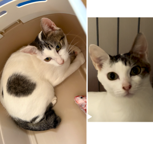 2025/10/25　写真等更新2025/9/18　掲載			■名前：	成猫	25-C29■仮名：	芝子	■性別：	メス	■年齢：	2～3歳くらい	■ノミダニ駆除　　済（薬品名：レボリューション・ネクスガードキャットコンボ）	■寄生虫駆除　　　済	■ワクチン接種　　済	■避妊・去勢　　予定	■血液検査　　済（猫エイズ 陽性、白血病 陰性）秋田市で保護されています		穏やかで人懐こく、なでなでや抱っこが大好きな女の子。ほとんど鳴きませんが鳴き声もとても可愛いです！周りをよく見てたり意思の疎通もできたりと賢く、とても飼いやすい子だと思います。かぎしっぽ。背中に！マーク模様あります。保護主さんの会社敷地に彷徨ってきました。保護時、自らキャリーに入ってくるほど人慣れした子ですので、捨てられた可能性があります。動物の遺棄は犯罪です！				■連絡先：E・佐々木　　電話　080-3489-7436		（仕事の都合により平日は18時半～21時までにお願いします）		