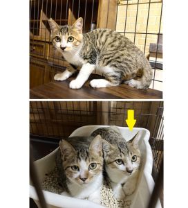 2025/9/19	掲載			■名前：	子猫	25-K123■仮名：	優馬	■性別：	オス	■年齢：	5か月くらい	■ノミダニ駆除　　済（薬品名：ネクスガードキャットコンボ）	■寄生虫駆除　　　済	■ワクチン接種　　済（3種混合）	■去勢手術　　済	■血液検査　　母猫が猫エイズ、猫白血病ともに陰性	（まだ幼いので、生後6か月くらいでの検査をおすすめします）能代市で保護されています		キジ白柄の男の子		25-K122とK123いつも二匹一緒の仲良し兄弟です		8月末に保護され、まだ人慣れ訓練中ですが		すこし撫でられるようになりました！		■連絡先：E・佐々木　　電話　080-3489-7436		（仕事の都合により平日は18時半～21時までにお願いします）		