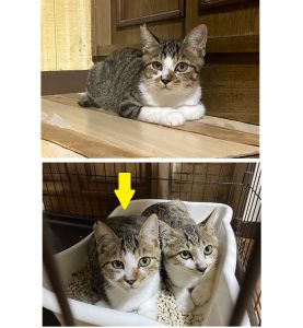 2025/9/19	掲載			■名前：	子猫	25-K122■仮名：	颯太	■性別：	オス	■年齢：	5か月くらい	■ノミダニ駆除　　済（薬品名：ネクスガードキャットコンボ）	■寄生虫駆除　　　済	■ワクチン接種　　済（3種混合）	■去勢手術　　済	■血液検査　　母猫が猫エイズ、猫白血病ともに陰性	（まだ幼いので、生後6か月くらいでの検査をおすすめします）		能代市で保護されています				キジ白柄の男の子		25-K122とK123いつも二匹一緒の仲良し兄弟です		8月末に保護され、まだちょっとビビリちゃんです		人馴れ訓練中！	■連絡先：E・佐々木　　電話　080-3489-7436		（仕事の都合により平日は18時半～21時までにお願いします）		