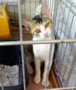 2025/9/19	掲載					■名前：	子猫	25-K126	■仮名：			■性別：	メス		■年齢：	3か月位		■ノミダニ駆除　　済（薬品名：ネクスガードキャットコンボ）		■寄生虫駆除　　　済		■ワクチン接種　　予定秋田市で保護されています						シマ三毛柄の女の子			人懐っこく甘えん坊			とても元気でおてんばな子です！						■連絡先：E・佐々木　　電話　080-3489-7436			（仕事の都合により平日は18時半～21時までにお願いします）			