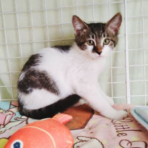 2025/9/20	掲載			■名前：	子猫	25-K125■仮名：	なな	■性別：	メス	■年齢：	1か月半位	■ノミダニ駆除　	予定	■寄生虫駆除	予定	■ワクチン接種	予定能代市で保護されています				甘えん坊な女の子		撫でるとゴロゴロ喉を鳴らします！		25-Ｋ124.125は兄弟です				■連絡先：E・佐々木　　電話　080-3489-7436		（仕事の都合により平日は18時半～21時までにお願いします）		