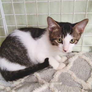 2025/9/20	掲載					■名前：	子猫	25-K124	■仮名：	ごま		■性別：	オス		■年齢：	1か月半位		■ノミダニ駆除　	予定		■寄生虫駆除	予定		■ワクチン接種	予定能代市で保護されています						サバ白の男の子			まだ少しビビりですが元気です！			25-Ｋ124.125は兄弟です						■連絡先：E・佐々木　　電話　080-3489-7436			（仕事の都合により平日は18時半～21時までにお願いします）			
