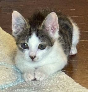 2025/9/20	掲載					■名前：	子猫	25-K127	■仮名：	なっつ		■性別：	メス		■年齢：	2か月くらい		■ノミダニ駆除　　済（薬品名：ネクスガードキャットコンボ）		■寄生虫駆除　　　済		■ワクチン接種　　済（3種混合）1回目■血液検査　　猫エイズ、猫白血病ともに陰性（まだ幼いので、生後6か月位での再検査をおすすめします）		南秋田郡で保護されています			食べることも遊ぶことも大好きです！			膝に乗って甘えてきます			保護した時猫風邪が酷く、両目に濁りがあります		現在も点眼していて、大分濁りが薄くなってきました		目はしっかり見えています			■連絡先：E・佐々木　　電話　080-3489-7436			（仕事の都合により平日は18時半～21時までにお願いします）			