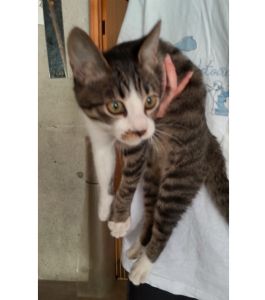 2025/9/23	掲載					■名前：	子猫	25-K128	■仮名：	むー		■性別：	オス		■年齢：	４か月くらい		■ノミダニ駆除　　済（薬品名：ネクスガードキャットコンボ）		■寄生虫駆除　　　済		■ワクチン接種　　済（3種混合）■血液検査	猫エイズ猫 陽性、白血病 陰性		（まだ幼いので、生後6か月くらいでの再検査をおすすめします）						北秋田市で保護されています			キジ白の男の子			とても元気！やんちゃな子です									■連絡先：E・佐々木　　電話　080-3489-7436			（仕事の都合により平日は18時半～21時までにお願いします）			