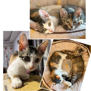 2025/9/24掲載		■名前:子猫　25-K366■性別:メス■年齢:2ヵ月くらい　(推定2025/7/17生まれ)■ノミダニ・寄生虫駆除済(フロントラインスプレー・ドロンタール済)■ワクチン接種済(3種1回)姉妹元気に走り回っていますお互いを毛繕いし合っていますおトイレもお留守番も完璧です食欲旺盛■連絡先・受付時間　(両名受付可能・メールでの譲渡受付はしておりません)🐈大嶋　070-3390-3998　9：00～21：00　※留守番電話に切り替わった際はお名前・ご用件・希望の猫の番号等を残していただけると助かります🐈嵯峨　080-3489-9874　月～金曜日　18：30～21：00　土～日曜・祝日　9：00～21：00　※通話中の着信履歴が表示されません　　ショートメールの通知が鳴らないことが多いため　　電話がつながらない時はしばらくしてからおかけ直しをお願いいたします