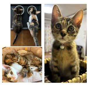 貰われました　10/12予約になりました　9/272025/9/24掲載		■名前:子猫　25-K367■性別:メス■年齢:2ヵ月くらい　(推定2025/7/17生まれ)■ノミダニ・寄生虫駆除済(フロントラインスプレー・ドロンタール済)■ワクチン接種済(3種1回)姉妹元気に走り回っていますお互いを毛繕いし合っていますおトイレもお留守番も完璧です食欲旺盛■連絡先・受付時間　(両名受付可能・メールでの譲渡受付はしておりません)🐈大嶋　070-3390-3998　9：00～21：00　※留守番電話に切り替わった際はお名前・ご用件・希望の猫の番号等を残していただけると助かります🐈嵯峨　080-3489-9874　月～金曜日　18：30～21：00　土～日曜・祝日　9：00～21：00　※通話中の着信履歴が表示されません　　ショートメールの通知が鳴らないことが多いため　　電話がつながらない時はしばらくしてからおかけ直しをお願いいたします