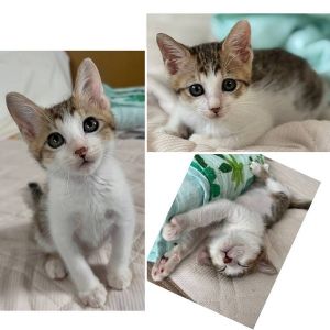 予約になりました　10/122025/10/2更新		■名前:子猫　25-K371■性別:オス■年齢:2ヵ月くらい　(推定2025/7/31生まれ)■ノミダニ・寄生虫駆除済(フロントラインスプレー・ドロンタール・ネクスガードキャットコンボ済)■ワクチン接種済(3種1回)長めのまっすぐしっぽ少しグレイがかったキジトラくんごはんや甘えたいときにかわいくお話してくれます人やわんこと仲よく寝ます■連絡先・受付時間　(両名受付可能・メールでの譲渡受付はしておりません)🐈大嶋　070-3390-3998　9：00～21：00　※留守番電話に切り替わった際はお名前・ご用件・希望の猫の番号等を残していただけると助かります🐈嵯峨　080-3489-9874　月～金曜日　18：30～21：00　土～日曜・祝日　9：00～21：00　※通話中の着信履歴が表示されません　　ショートメールの通知が鳴らないことが多いため　　電話がつながらない時はしばらくしてからおかけ直しをお願いいたします