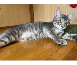 2025/9/26	掲載					■名前：	子猫	25-K131	■仮名：	ガルボ		■性別：	オス		■年齢：	４か月くらい		■ノミダニ駆除　　済（薬品名：ネクスガードキャットコンボ）		■寄生虫駆除　　　済		■ワクチン接種　　済（3種混合）1回目■血液検査	猫エイズ猫 陽性、白血病 陰性		（まだ幼いので、生後6か月くらいでの再検査をおすすめします）			北秋田郡で保護されています						兄妹のご飯も食べるやんちゃな男の子。			遊ぶのも食べるのも全力！			まんまるなお顔とお腹が可愛い子です。25-Ｋ129.130.131は兄弟です						■連絡先：E・佐々木　　電話　080-3489-7436			（仕事の都合により平日は18時半～21時までにお願いします）			