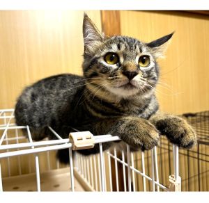 2025/9/26	掲載					■名前：	子猫	25-K129	■仮名：	チョコ		■性別：	メス		■年齢：	４か月くらい		■ノミダニ駆除　　済（薬品名：ネクスガードキャットコンボ）		■寄生虫駆除　　　済		■ワクチン接種　　済（3種混合）1回目■血液検査	猫エイズ猫 陽性、白血病 陰性		（まだ幼いので、生後6か月くらいでの再検査をおすすめします）			北秋田郡で保護されています			少し長毛な女の子です。			兄妹にご飯を食べられても怒らず、あとからゆっくり食べるような子です。			抱っこもさせてくれます。						25-Ｋ129.130.131は兄弟です			■連絡先：E・佐々木　　電話　080-3489-7436			（仕事の都合により平日は18時半～21時までにお願いします）			