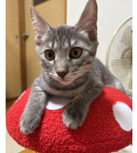 2025/9/26	掲載					■名前：	子猫	25-K130	■仮名：	ポッキー		■性別：	オス		■年齢：	４か月くらい		■ノミダニ駆除　　済（薬品名：ネクスガードキャットコンボ）		■寄生虫駆除　　　済		■ワクチン接種　　済（3種混合）1回目■血液検査	猫エイズ猫 陽性、白血病 陰性		（まだ幼いので、生後6か月くらいでの再検査をおすすめします）			北秋田郡で保護されています						顔を見るだけで喉を鳴らし、寄り添ってくれます。			チャームポイントは折れしっぽの甘えん坊です。						25-Ｋ129.130.131は兄弟です			■連絡先：E・佐々木　　電話　080-3489-7436			（仕事の都合により平日は18時半～21時までにお願いします）			