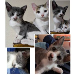 予約になりました　10/122025/9/28掲載		■名前:子猫　25-K362■性別:オス■年齢:2ヵ月くらい　(推定2025/7/22生まれ)■ノミダニ・寄生虫駆除済(フロントラインスプレー・ドロンタール済)■ワクチン接種済(3種1回)ちょっとボーッとしてるところがある天然穏やか男の子まだ甘えん坊で、おチチを求めて指をチュパチュパして来ます人懐っこく、いたずらして怒られると、ちゃんと反省しますしっぽまっすぐ■連絡先・受付時間　(両名受付可能・メールでの譲渡受付はしておりません)🐈大嶋　070-3390-3998　9：00～21：00　※留守番電話に切り替わった際はお名前・ご用件・希望の猫の番号等を残していただけると助かります🐈嵯峨　080-3489-9874　月～金曜日　18：30～21：00　土～日曜・祝日　9：00～21：00　※通話中の着信履歴が表示されません　　ショートメールの通知が鳴らないことが多いため　　電話がつながらない時はしばらくしてからおかけ直しをお願いいたします