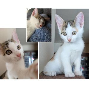 予約になりました　10/32025/9/28掲載		■名前:子猫　25-K361■性別:メス■年齢:2ヵ月くらい　(推定2025/7/22生まれ)■ノミダニ・寄生虫駆除済(フロントラインスプレー・ドロンタール済)■ワクチン接種済(3種1回)とても人懐っこい女の子人の顔を見るとニャーと何度も話しかけて来ます名前を呼ぶと走ってそばに来てくれます寝ボケながらニャーニャー言って甘えて来てくれますしっぽまっすぐ■連絡先・受付時間　(両名受付可能・メールでの譲渡受付はしておりません)🐈大嶋　070-3390-3998　9：00～21：00　※留守番電話に切り替わった際はお名前・ご用件・希望の猫の番号等を残していただけると助かります🐈嵯峨　080-3489-9874　月～金曜日　18：30～21：00　土～日曜・祝日　9：00～21：00　※通話中の着信履歴が表示されません　　ショートメールの通知が鳴らないことが多いため　　電話がつながらない時はしばらくしてからおかけ直しをお願いいたします