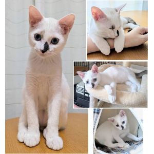予約になりました　10/122025/9/28更新		■名前:子猫　25-K343■性別:オス■年齢:4ヵ月くらい　(推定2025/6/1生まれ)■ノミダニ・寄生虫駆除済(フロントラインスプレー・ドロンタール・ドロンシット済)■ワクチン接種済(3種2回)■去勢手術済おとなしい男の子物静かで騒がしさがなく飼いやすいですホントはすごく甘えん坊爪切りとか病院は必死に耐える健気な子です人の顔をよく見つめて来て一生懸命舐めてくれますまっすぐしっぽひとり遊びも上手トイレ・お留守番出来ます■連絡先・受付時間　(両名受付可能・メールでの譲渡受付はしておりません)🐈大嶋　070-3390-3998　9：00～21：00　※留守番電話に切り替わった際はお名前・ご用件・希望の猫の番号等を残していただけると助かります🐈嵯峨　080-3489-9874　月～金曜日　18：30～21：00　土～日曜・祝日　9：00～21：00　※通話中の着信履歴が表示されません　　ショートメールの通知が鳴らないことが多いため　　電話がつながらない時はしばらくしてからおかけ直しをお願いいたします