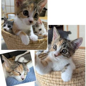 予約になりました　10/32025/9/28掲載		■名前:子猫　25-K360■性別:メス■年齢:2ヵ月くらい　(推定2025/7/22生まれ)■ノミダニ・寄生虫駆除済(フロントラインスプレー・ドロンタール済)■ワクチン接種済(3種1回)人の顔をじーっと見つめてくる姿がとても可愛い女の子頭が良くて、おませさんですご飯食べた後は必ず、報告なのか人のそばに寄って来ますしっぽまっすぐ■連絡先・受付時間　(両名受付可能・メールでの譲渡受付はしておりません)🐈大嶋　070-3390-3998　9：00～21：00　※留守番電話に切り替わった際はお名前・ご用件・希望の猫の番号等を残していただけると助かります🐈嵯峨　080-3489-9874　月～金曜日　18：30～21：00　土～日曜・祝日　9：00～21：00　※通話中の着信履歴が表示されません　　ショートメールの通知が鳴らないことが多いため　　電話がつながらない時はしばらくしてからおかけ直しをお願いいたします