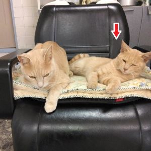 2025/10/2	掲載					■名前：	子猫	25-K133■性別：	オス		■年齢：	10か月くらい		■ノミダニ駆除　　済		■寄生虫駆除　　　済		■ワクチン接種　　予定		■避妊・去勢　　　予定				男鹿市で保護されています						淡いパステル系の茶トラです			25-K132.133はそっくり兄弟です			とても穏やかな性格です						■連絡先：E・佐々木　　電話　080-3489-7436			（仕事の都合により平日は18時半～21時までにお願いします）			