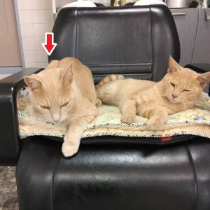 2025/10/2	掲載			■名前：	子猫	25-K132■性別：	オス	■年齢：	10か月くらい	■ノミダニ駆除　　済	■寄生虫駆除　　　済	■ワクチン接種　　予定	■避妊・去勢　　　予定		男鹿市で保護されています				淡いパステル系の茶トラです		25-K132.133はそっくり兄弟です		とても穏やかな性格です				■連絡先：E・佐々木　　電話　080-3489-7436		（仕事の都合により平日は18時半～21時までにお願いします）		