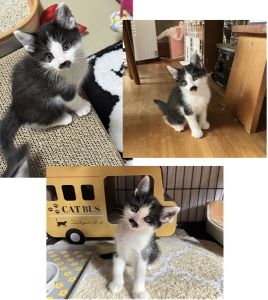 予約になりました　10/122025/10/3 動画掲載2025/10/3	掲載					■名前：	子猫	25-K134	■仮名：	おもち		■性別：	オス		■年齢：	2か月くらい	（8/11生れ）	■ノミダニ駆除　　済（薬品名：ネクスガードキャットコンボ）		■寄生虫駆除　　　済		■ワクチン接種　　予定	■血液検査	母猫が猫エイズ、猫白血病ともに陰性		（まだ幼いので、生後6か月くらいでの検査をおすすめします）			能代市で保護されています						母猫の母乳で兄弟元気に成長しました			甘えん坊の男の子です			兄弟仲良しです！まっすぐしっぽ	25-K134.135は兄弟です			■連絡先：E・佐々木　　電話　080-3489-7436			（仕事の都合により平日は18時半～21時までにお願いします）			