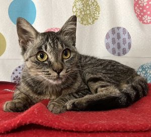 2025/10/3掲載■名前:成猫　25-C33■性別:メス■年齢:1歳未満■ノミダニ・寄生虫駆除済(ネクスガードキャットコンボ済)■ワクチン接種済(４種)■血液検査済(猫エイズ・猫白血病共に陰性)■避妊手術済近くの公園から家の庭までついてきました穏やかな子です威嚇した事はありません走り回るよりものんびり過ごしたいタイプのようです抱っこ、なでなで大好きですケージでお留守番できますトイレの失敗はありません犬猫と一緒に生活しており、先住猫や先住犬がいても大丈夫だと思います■連絡先・受付時間　(両名受付可能・メールでの譲渡受付はしておりません)🐈大嶋　070-3390-3998　9：00～21：00　※留守番電話に切り替わった際はお名前・ご用件・希望の猫の番号等を残していただけると助かります