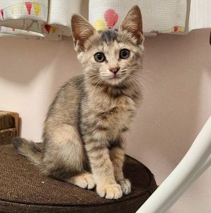 2025/10/3	掲載					■名前：	子猫	25-K138	■仮名：	しらす		■性別：	メス		■年齢：	2か月くらい		■ノミダニ駆除　　済（薬品名：ネクスガードキャットコンボ）		■寄生虫駆除　　　済		■ワクチン接種　　済（3種混合）1回目				由利本荘市で保護されています						おっとりした性格で少しビビりだけど、人馴れしてます			大人しく寝るのが好きです			おもちゃ遊びは大好き！			25-K137.138.139.140.143は兄弟です			■連絡先：E・佐々木　　電話　080-3489-7436			（仕事の都合により平日は18時半～21時までにお願いします）			