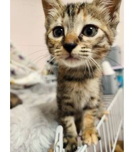 2025/10/3	掲載					■名前：	子猫	25-K139	■仮名：	いくら		■性別：	メス		■年齢：	2か月くらい		■ノミダニ駆除　　済（薬品名：ネクスガードキャットコンボ）		■寄生虫駆除　　　済		■ワクチン接種　　済（3種混合）1回目由利本荘市で保護されています						少しビビりだけど撫でられるのが大好き♡			おもちゃ遊びをずっとやってる子です						25-K137.138.139.140.143は兄弟です			■連絡先：E・佐々木　　電話　080-3489-7436			（仕事の都合により平日は18時半～21時までにお願いします）			