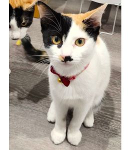 2025/10/3	掲載■名前：	子猫	25-K141	■仮名：	茶々		■性別：	メス		■年齢：	5か月くらい		■ノミダニ駆除  済（薬品名：ネクスガードキャットコンボ）		■寄生虫駆除	済		■ワクチン接種	済（3種混合）1回目由利本荘市で保護されています						名前を呼ぶと近づいてきます						姉妹仲良く、寝るのも一緒で1人になるともう1匹を探すので2匹一緒での里親様を希			望してます25-K141.142は姉妹です			■連絡先：E・佐々木　　電話　080-3489-7436			（仕事の都合により平日は18時半～21時までにお願いします）			