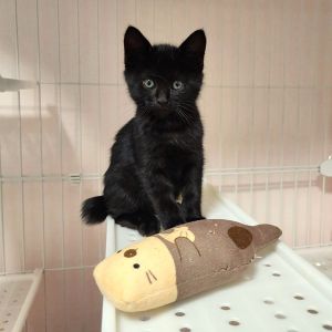 2025/10/3	掲載					■名前：	子猫	25-K137	■仮名：	うに		■性別：	オス		■年齢：	2か月くらい		■ノミダニ駆除　　済（薬品名：ネクスガードキャットコンボ）		■寄生虫駆除　　　済		■ワクチン接種　　済（3種混合）1回目由利本荘市で保護されています						しっぽが短くカギしっぽです			わんぱく盛りで遊ぶのが大好き♡			人が好きで撫でて~って甘えにきます			25-K137.138.139.140.143は兄弟です			■連絡先：E・佐々木　　電話　080-3489-7436			（仕事の都合により平日は18時半～21時までにお願いします）			