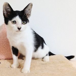 2025/10/7更新■名前:子猫　25-K136■性別:メス■年齢:2～3ヵ月くらい■ノミダニ・寄生虫駆除済(レボリューション済)■ワクチン接種済■血液検査済(猫エイズ・猫白血病共に陰性)(幼いので再検査をおすすめいたします)人懐っこくて物怖じしません毎日走り回っています犬、猫と一緒に暮らしているので先住猫、先住犬がいるお宅でも大丈夫だと思います小さい子供にも慣れていますケージでお留守番できます食欲旺盛で何でも食べますトイレ覚えています■連絡先・受付時間　(両名受付可能・メールでの譲渡受付はしておりません)🐈大嶋　070-3390-3998　9：00～21：00　※留守番電話に切り替わった際はお名前・ご用件・希望の猫の番号等を残していただけると助かります