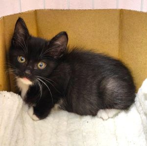 予約になりました　10/122025/10/5	掲載					■名前：	子猫	25-K143	■仮名：	わさび		■性別：	オス		■年齢：	2か月くらい		■ノミダニ駆除　　済（薬品名：ネクスガードキャットコンボ）		■寄生虫駆除　　　済		■ワクチン接種　　済（3種混合）	由利本荘市で保護されています						保護したばかりで人馴れ訓練中！			なでなでや抱っこはできます			手足の先が白で靴下履いてるみたいで可愛いです♡			25-K137.138.139.140.143は兄弟です			■連絡先：E・佐々木　　電話　080-3489-7436			（仕事の都合により平日は18時半～21時までにお願いします）			