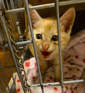 2025/10/6	掲載					■名前：	子猫	25-K144■性別：	メス		■年齢：	2か月くらい		■ノミダニ駆除　　済		■寄生虫駆除　　　済		■ワクチン接種　　済（3種混合）	■血液検査	猫エイズ猫 陽性、白血病 陰性		（まだ幼いので、生後6か月くらいでの再検査をおすすめします）			由利本荘市で保護されています						茶トラの女の子です		大きな声で鳴いて食べて動き回って、とにかく元気いっぱいです!甘えん坊でゴロゴロとスリスリが激しいです人が好きで、立っているとすぐ足に擦り付いてきます	ピンクの肉球が可愛いポイント!		■連絡先：E・佐々木　　電話　080-3489-743 6			（仕事の都合により平日は18時半～21時までにお願いします）			