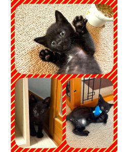 予約されました　10/132025/10/6	掲載					■名前：	子猫	25-K145	■仮名：	もずく		■性別：	オス		■年齢：	2か月くらい		■ノミダニ駆除　　済（薬品名：ネクスガードキャットコンボ）		■寄生虫駆除　　　済		■ワクチン接種　　済（3種混合）	南秋田郡で保護されてます			母猫とはぐれていたところを保護されましたはぐれてそんなに日にちが経っていなかったようで			猫風邪も引いておらず、元気一杯です			今も走り回ったり、登ったり活発ではありますが、ちょっぴりビビりです			黒猫ですが、よく見ると縞模様があります			お腹にも白い毛がちらほら			まっすぐに先っちょがちょっとだけ鍵になってるしっぽです			■連絡先：E・佐々木　　電話　080-3489-7436			（仕事の都合により平日は18時半～21時までにお願いします）			