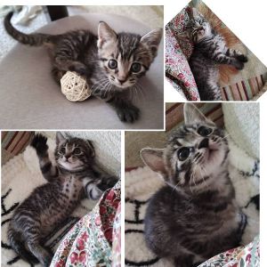 予約になりました　10/112025/10/11掲載		■名前:子猫　25-K370■性別:オス■年齢:2ヵ月くらい　(推定2025/8/13生まれ)■ノミダニ・寄生虫駆除済(フロントラインスプレー・ドロンタール済)■ワクチン接種予定人懐っこいキジトラさん一人で遊んで疲れたら好きな場所で寝てしまいます朝はケージを開けるまで静かに寝ているお利口さんです引き渡しはワクチン後になります■連絡先・受付時間　(両名受付可能・メールでの譲渡受付はしておりません)🐈大嶋　070-3390-3998　9：00～21：00　※留守番電話に切り替わった際はお名前・ご用件・希望の猫の番号等を残していただけると助かります🐈嵯峨　080-3489-9874　月～金曜日　18：30～21：00　土～日曜・祝日　9：00～21：00　※通話中の着信履歴が表示されません　　ショートメールの通知が鳴らないことが多いため　　電話がつながらない時はしばらくしてからおかけ直しをお願いいたします