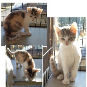 2025/10/11掲載		■名前:子猫　25-K359■性別:メス■年齢:2ヵ月くらい　(推定2025/7/22生まれ)■ノミダニ・寄生虫駆除済(フロントラインスプレー・ドロンタール・ネクスガードキャットコンボ済)■ワクチン接種済(3種1回)とにかく人懐っこい兄妹ひとりの時間も持てる程ほどオトナ女子新しい環境にもすぐに馴染めそうですパステルカラーの珍しいダイリュートキャリコさんしっぽまっすぐ■連絡先・受付時間　(両名受付可能・メールでの譲渡受付はしておりません)🐈大嶋　070-3390-3998　9：00～21：00　※留守番電話に切り替わった際はお名前・ご用件・希望の猫の番号等を残していただけると助かります🐈嵯峨　080-3489-9874　月～金曜日　18：30～21：00　土～日曜・祝日　9：00～21：00　※通話中の着信履歴が表示されません　　ショートメールの通知が鳴らないことが多いため　　電話がつながらない時はしばらくしてからおかけ直しをお願いいたします