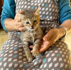 予約されました　10/312025/10/16	掲載			■名前：	子猫	25-K149■性別：	メス	■年齢：	2か月くらい	■ノミダニ駆除　　予定	■寄生虫駆除　　　予定	■ワクチン接種　　済北秋田市で保護されています				キジトラ柄の毛色		母猫の母乳で健康に成長しました		元気で活発です！		25-K146.147.148.149は兄弟です		■連絡先：E・佐々木　　電話　080-3489-7436		（仕事の都合により平日は18時半～21時までにお願いします）		