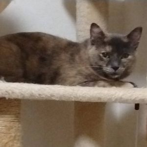 2025/10/16更新		■名前:成猫　25-C25■性別:メス■年齢:1歳くらい■ノミダニ・寄生虫駆除済(ネクスガードキャットコンボ済)■血液検査済(猫エイズ・猫白血病共に陰性)■避妊手術済■ワクチン接種済(4種)パステルカラーの珍しい色のサビ猫さん人との生活にもだいぶ慣れブラッシングもできるようになりました他の猫とも仲良くできるので先住猫の居るご家庭でも大丈夫かと思われます■連絡先月～金曜日　18：30～21：00土～日曜・祝日　9：00～21：00※通話中の着信履歴が表示されません　ショートメールの通知が鳴らないことが多いため　電話がつながらない時はしばらくしてからおかけ直しをお願いいたします※時間外のお電話・メールでの受付はしておりません嵯峨　080-3489-9874