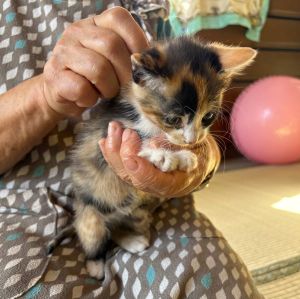 貰われました　　11/9予約されました　10/212025/10/16	掲載			■名前：	子猫	25-K147■性別：	メス	■年齢：	2か月くらい	■ノミダニ駆除　予定	■寄生虫駆除　　予定	■ワクチン接種　済		北秋田市で保護されています				三毛柄の女の子		母猫の母乳で健康に成長しました		元気で活発です！		25-K146.147.148.149は兄弟です		■連絡先：E・佐々木　　電話　080-3489-7436		（仕事の都合により平日は18時半～21時までにお願いします）		