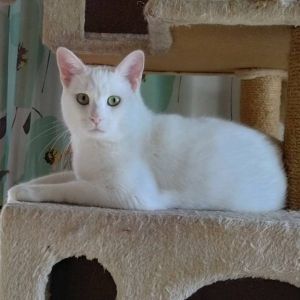 2025/10/16更新		■名前:成猫　25-C26■性別:オス■年齢:1歳くらい■ノミダニ・寄生虫駆除済(ネクスガードキャットコンボ済)■血液検査済(猫エイズ・猫白血病共に陰性)■去勢手術済■ワクチン接種済(4種)真っ白の毛色目は黄緑色右脚の膝下から先がありません脚が無くなってしまった理由は不明です脚先に処置は必要なく本猫も痛そうにする様子もありません野生動物も増えており白猫は扁平上皮癌のリスクも高いため安全に暮らせる新しいお家を探しています三本脚なのを感じさせないくらい速く走りますキャットタワーや階段も問題なく上下します何ら変わりなく生活できそうです他の猫とも仲良くしているので先住猫の居るご家庭でもなじめるかと思われます落ち着いた性格のおとなしい男の子ですほとんど鳴きません保護主さんのご意向によりこの子に限りますが単身男性男性と親だけの世帯賃貸にお住まいの方若い方だけの世帯への譲渡をお断りする場合がありますのでご了承ください■連絡先月～金曜日　18：30～21：00土～日曜・祝日　9：00～21：00※通話中の着信履歴が表示されません　ショートメールの通知が鳴らないことが多いため　電話がつながらない時はしばらくしてからおかけ直しをお願いいたします※時間外のお電話・メールでの受付はしておりません嵯峨　080-3489-9874
