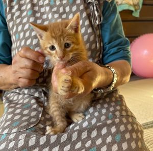 貰われました　11/9予約されました　10/212025/10/16　掲載■名前：	子猫	25-K148■仮名：		■性別：	確認中	■年齢：	2か月くらい	■ノミダニ駆除　　予定	■寄生虫駆除　　　予定	■ワクチン接種　　済北秋田市で保護されています				茶トラの毛色		母猫の母乳で健康に成長しました		元気で活発です！		25-K146.147.148.149は兄弟です		■連絡先：E・佐々木　　電話　080-3489-7436		（仕事の都合により平日は18時半～21時までにお願いします）		