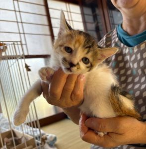 2025/10/16	掲載					■名前：	子猫	25-K146	■性別：	メス		■年齢：	2か月くらい		■ノミダニ駆除　　予定		■寄生虫駆除　　　予定		■ワクチン接種　　済			北秋田市で保護されています						縞三毛柄の女の子			母猫の母乳で兄弟元気に成長しています！			元気で活発です！			25-K146.147.148.149は兄弟です			■連絡先：E・佐々木　　電話　080-3489-7436			（仕事の都合により平日は18時半～21時までにお願いします）			