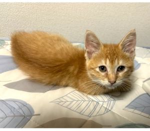 2025/10/21	掲載					■名前：	子猫	25-K150	■仮名：	てんいち		■性別：	メス		■年齢：	2か月くらい		■ノミダニ駆除　　予定		■寄生虫駆除　　　予定		■ワクチン接種　　予定秋田市で保護されています						茶トラ柄の女の子			母猫とはぐれてしまったのでしょうか、ずっと後をついて来て離れなかったため保護されました			とても元気で、人懐っこい子です！						■連絡先：E・佐々木　　電話　080-3489-7436			（仕事の都合により平日は18時半～21時までにお願いします）			