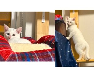 2025/11/1　動画掲載　写真更新2025/10/22	掲載			■名前：	子猫	25-K152■仮名：	しらす	■性別：	メス	■年齢：	2か月半くらい	■ノミダニ駆除　　済（薬品名：マイフリーガード）	■寄生虫駆除　　　済	■ワクチン接種　　済（3種混合）		秋田市で保護されています				好奇心旺盛なメスの白猫ちゃんです。		オッドアイと頭にうっすら黒い模様がチャームポイントです！				25-K151.152は兄弟です		■連絡先：E・佐々木　　電話　080-3489-7436		（仕事の都合により平日は18時半～21時までにお願いします）		