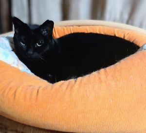 2025/10/22	掲載					■名前：	成猫	25-C35	■仮名：	こつぶ		■性別：	メス		■年齢：	4～5歳くらい		■ノミダニ駆除　　済（薬品名：ブロードライン）		■寄生虫駆除　　　済		■ワクチン接種　　済		■避妊手術　　済		■血液検査　　済（猫エイズ、猫白血病ともに陰性）秋田市で保護されています			小柄な黒猫の女の子です。つやつやな真っ黒な被毛にドキッとします。			人見知りで臆病な子です。			今のところは撫でることと少しだけ抱っことお尻トントンができるようになりました。			馴れるまで時間が必要と思いますので、こつぶちゃんのペースで良いと思ってくださる優しい方を希望いたします。			さくら耳カットされています。			■連絡先：E・佐々木　　電話　080-3489-7436			（仕事の都合により平日は18時半～21時までにお願いします）			