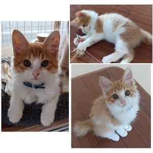 貰われました　11/1予約になりました　10/242025/10/24掲載		■名前:子猫　25-K388■性別:オス■年齢:1ヵ月半くらい　(推定2025/9/6生まれ)■ノミダニ・寄生虫駆除済(フロントラインスプレー・ドロンタール済)■ワクチン接種済(3種1回)ライオンのようなモフモフのたてがみと短めのカギしっぽがチャームポイントの男の子人なつこくとてもかわいい声でお話しますトイレも留守番もしっかりできます■連絡先・受付時間　(両名受付可能・メールでの譲渡受付はしておりません)🐈大嶋　070-3390-3998　9：00～21：00　※留守番電話に切り替わった際はお名前・ご用件・希望の猫の番号等を残していただけると助かります