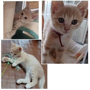 貰われました予約になりました　10/252025/10/24掲載		■名前:子猫　25-K387■性別:メス■年齢:1ヵ月半くらい　(推定2025/9/6生まれ)■ノミダニ・寄生虫駆除済(フロントラインスプレー・ドロンタール済)■ワクチン接種済(3種1回)ミルクティーのようなきれいな毛色の女の子妹気質の優しい子で膝の上で遊んだり眠ったりするのが大好きですトイレも留守番もしっかりできます■連絡先・受付時間　(両名受付可能・メールでの譲渡受付はしておりません)🐈大嶋　070-3390-3998　9：00～21：00　※留守番電話に切り替わった際はお名前・ご用件・希望の猫の番号等を残していただけると助かります