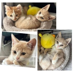 予約になりました　11/92025/11/6更新		■名前:子猫　25-K390■性別:オス■年齢:2ヵ月くらい　(推定2025/9/1生まれ)■ノミダニ・寄生虫駆除済(フロントラインスプレー・ドロンタール済)■ワクチン接種済(3種1回)甘えっこで活発すぐヘソ天で寝ますボランティアさん宅の犬とも仲良く出来ています短めのかぎしっぽ■連絡先・受付時間　(両名受付可能・メールでの譲渡受付はしておりません)🐈大嶋　070-3390-3998　9：00～21：00　※留守番電話に切り替わった際はお名前・ご用件・希望の猫の番号等を残していただけると助かります